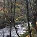 Perthshire Trees